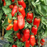 Hectarul - Seminte de tomate San Marzano, 0,5 grame, OPAL
